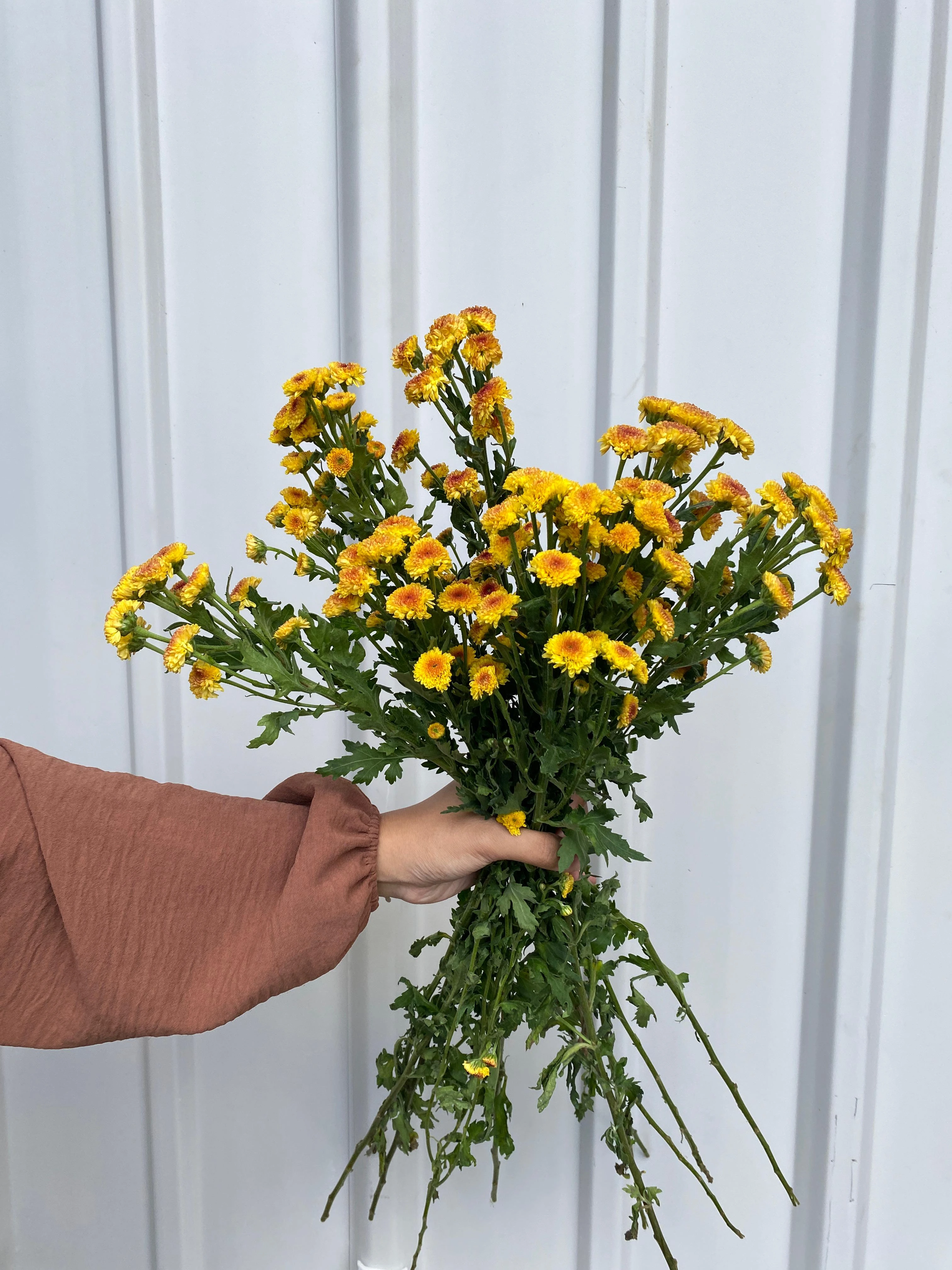 Calimero Kuning petani