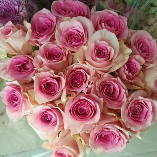 Mawar Baby Love Grade A