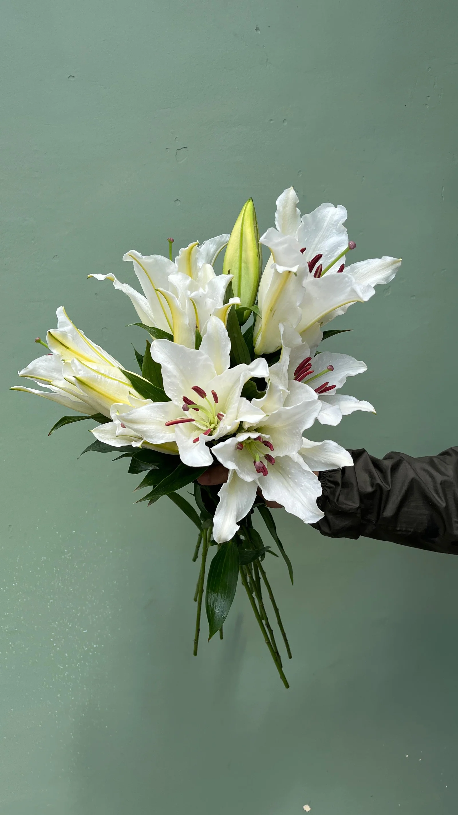 Cassablanca Lily Putih