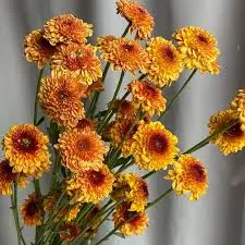 Aster Lolipop Orange