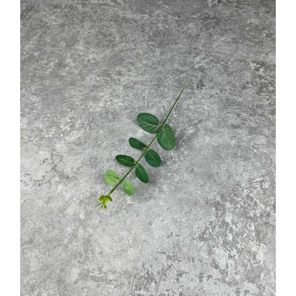 Daun dollar hijau