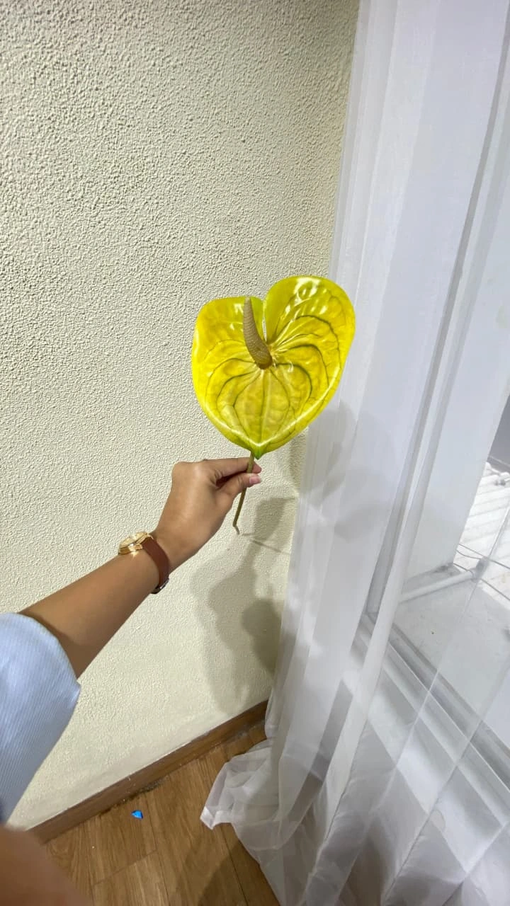 Anthurium Kuning