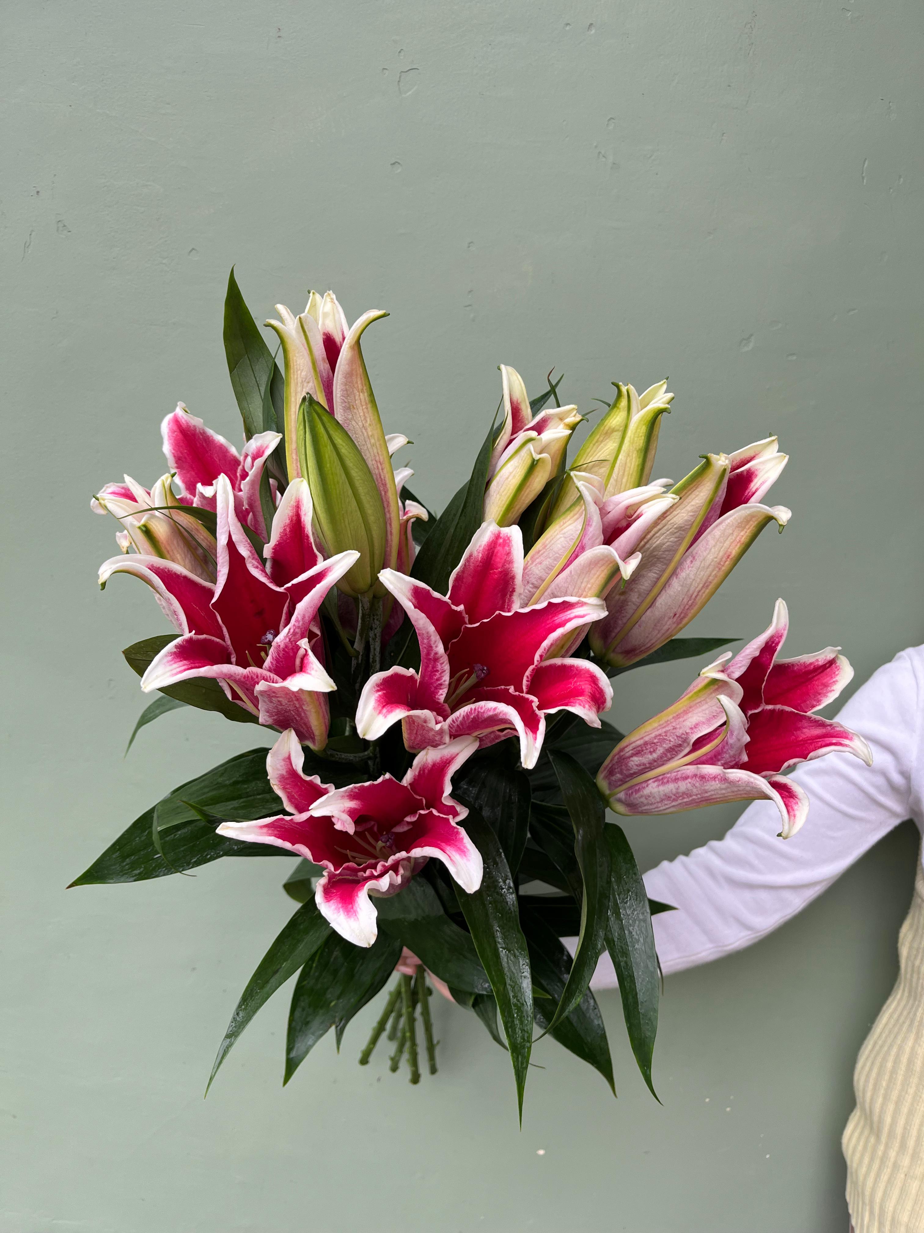 Cassablanka Lily Pink