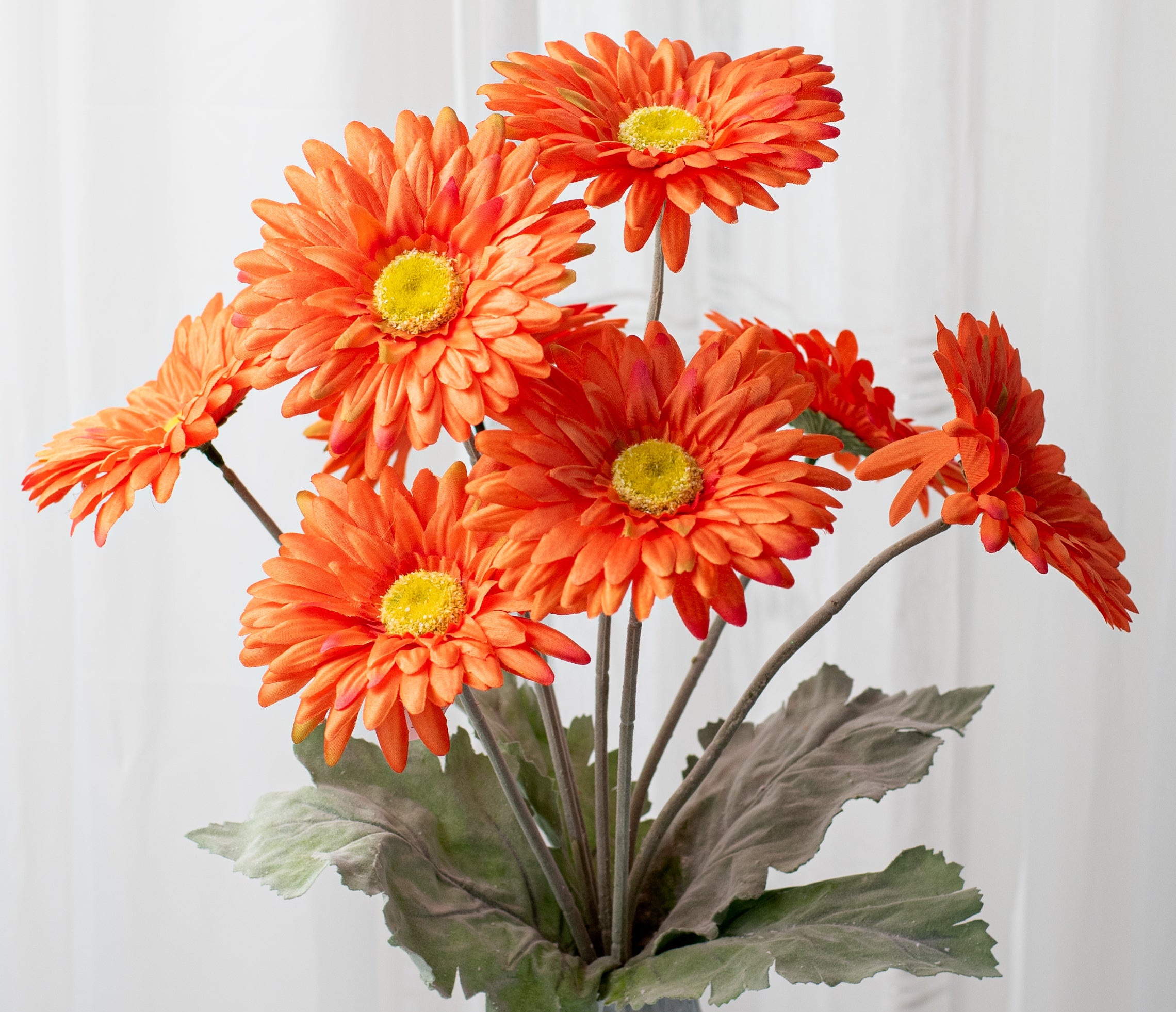 Gerbera orange