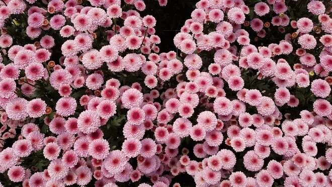 Calimero Pink petani