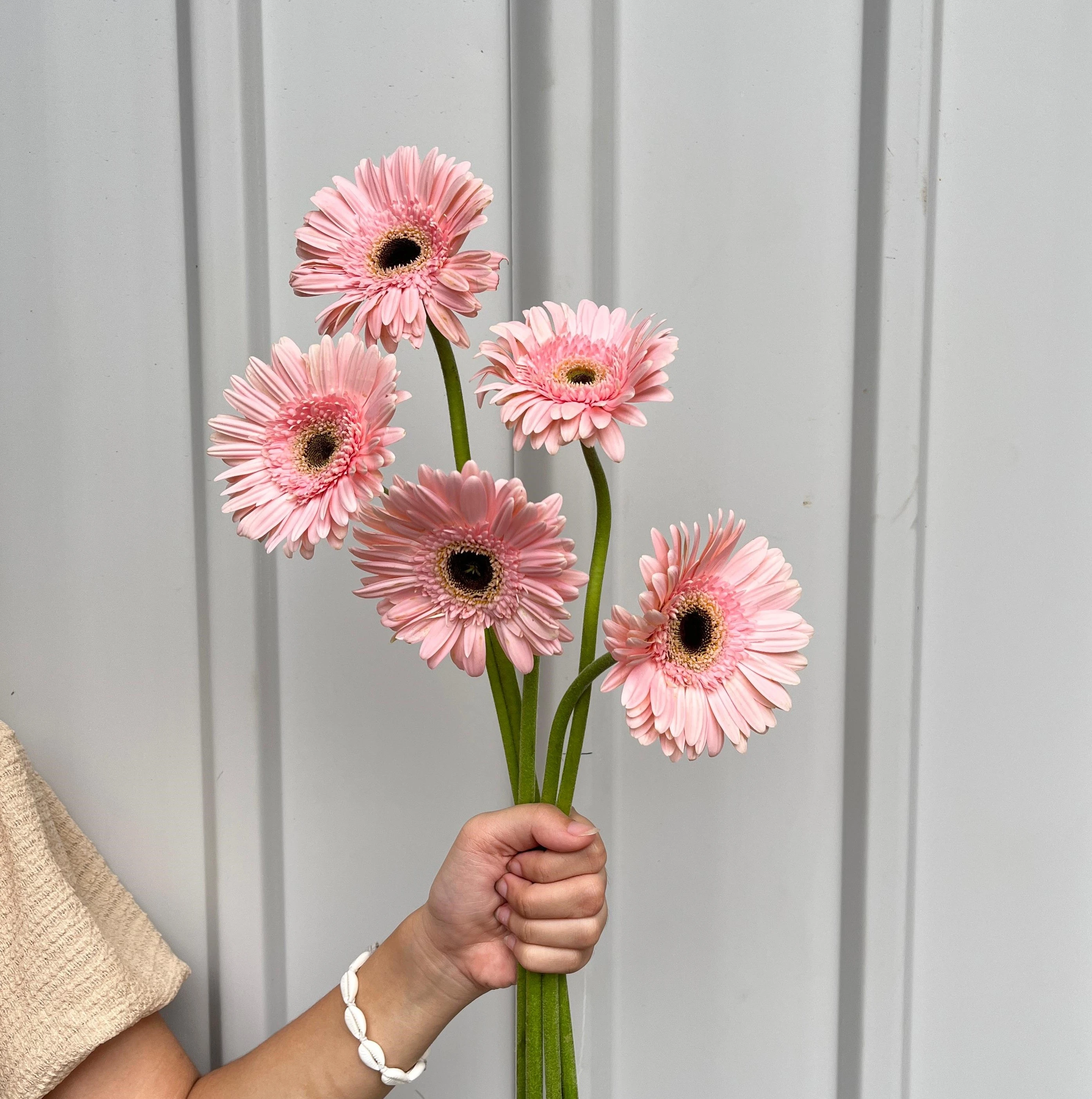 Gerbera Pink petani