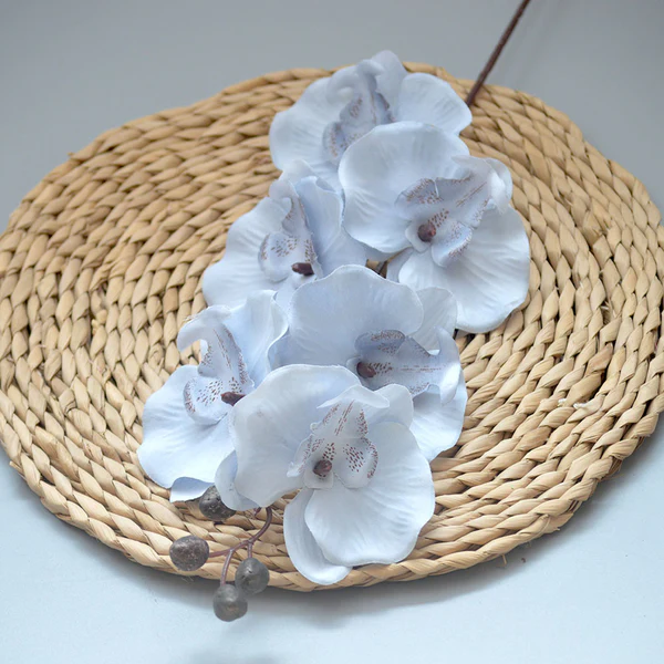 Dancing orchid biru