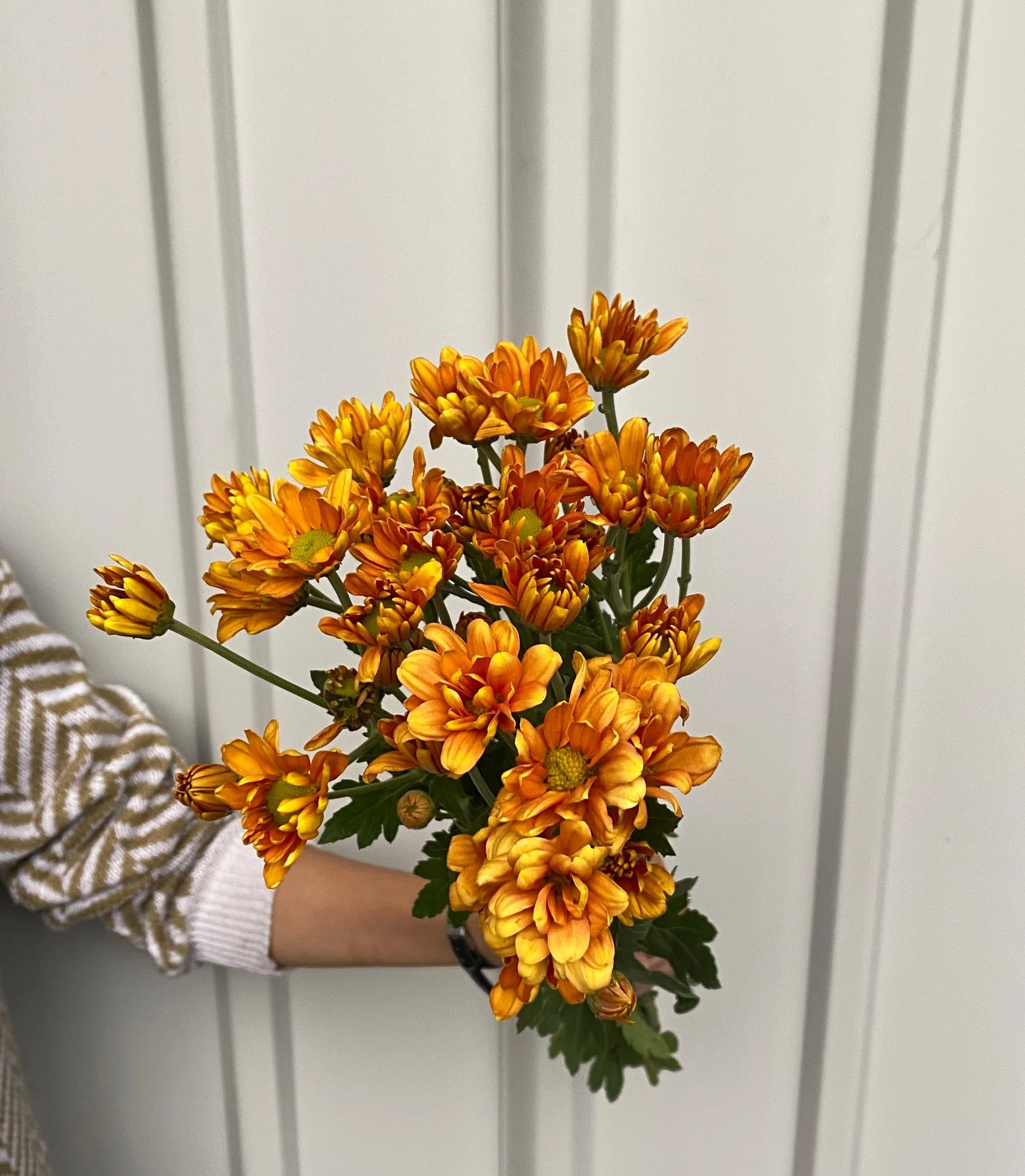 Aster Reagen Orange