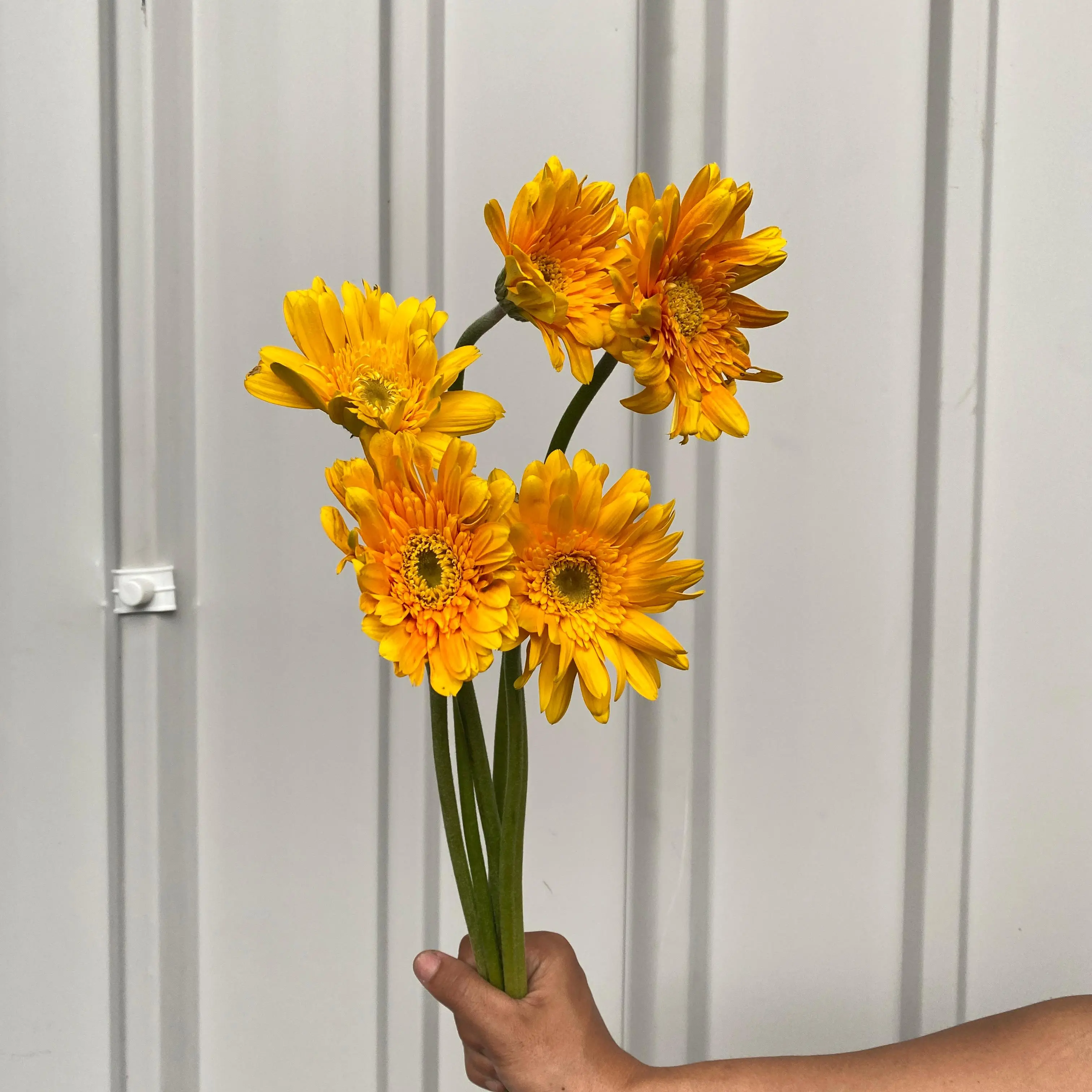Gerbera Kuning petani