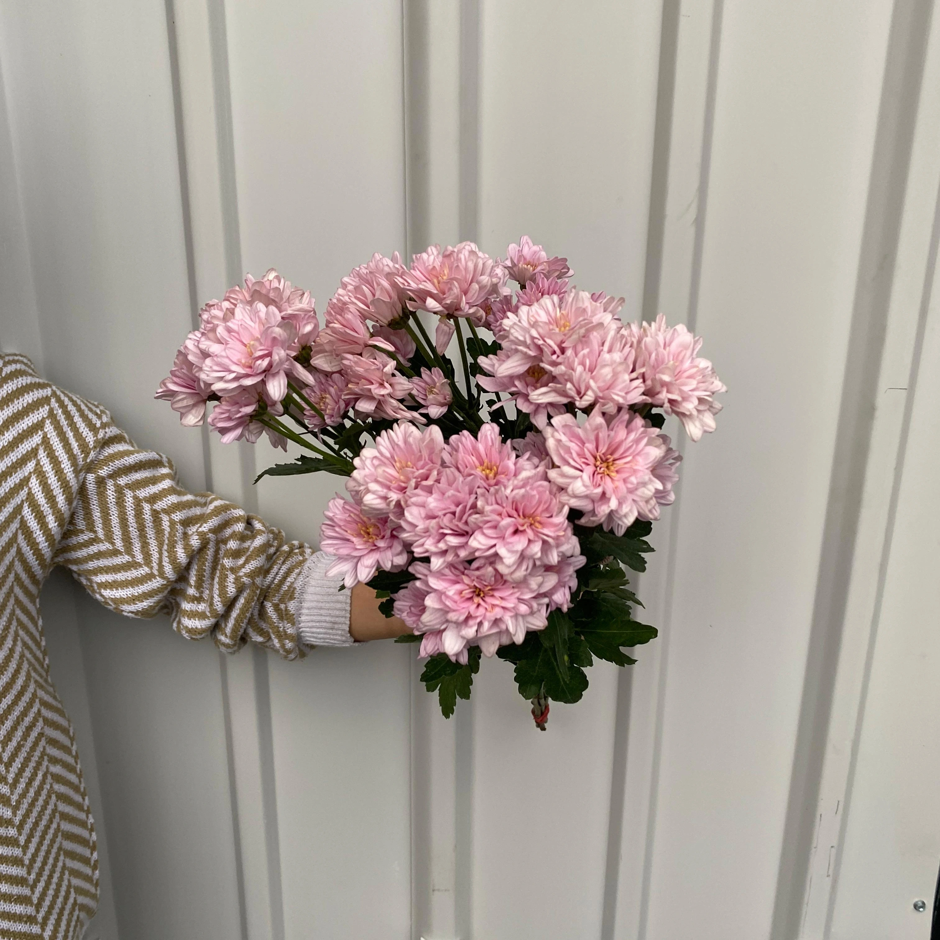 Aster Jimla Pink petani