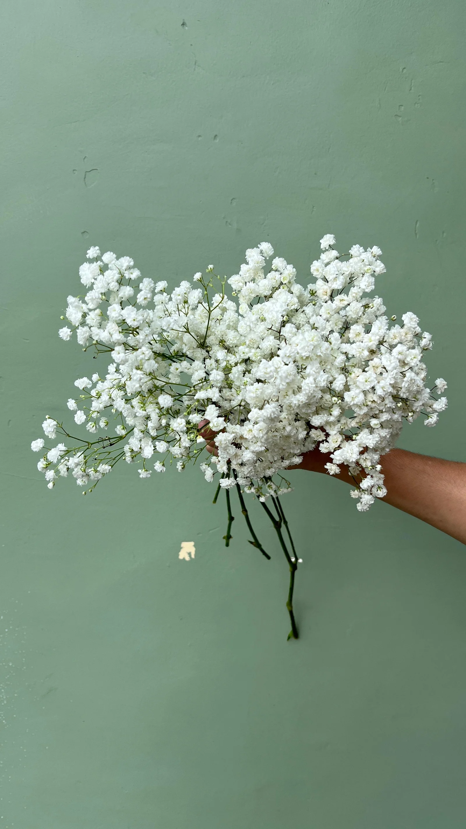 Baby Breath ( Import )