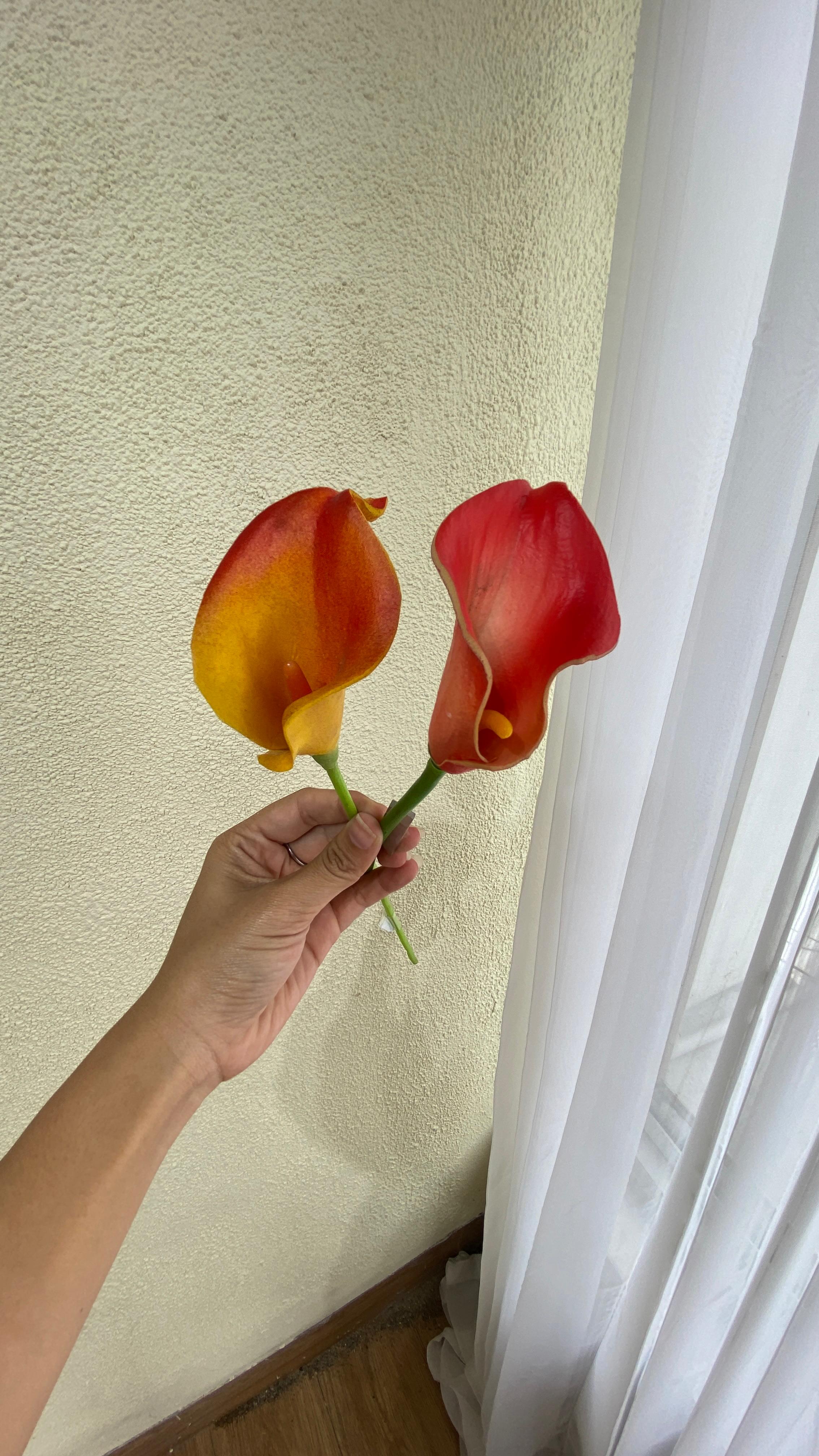 Calla lily Gradasi Kuning