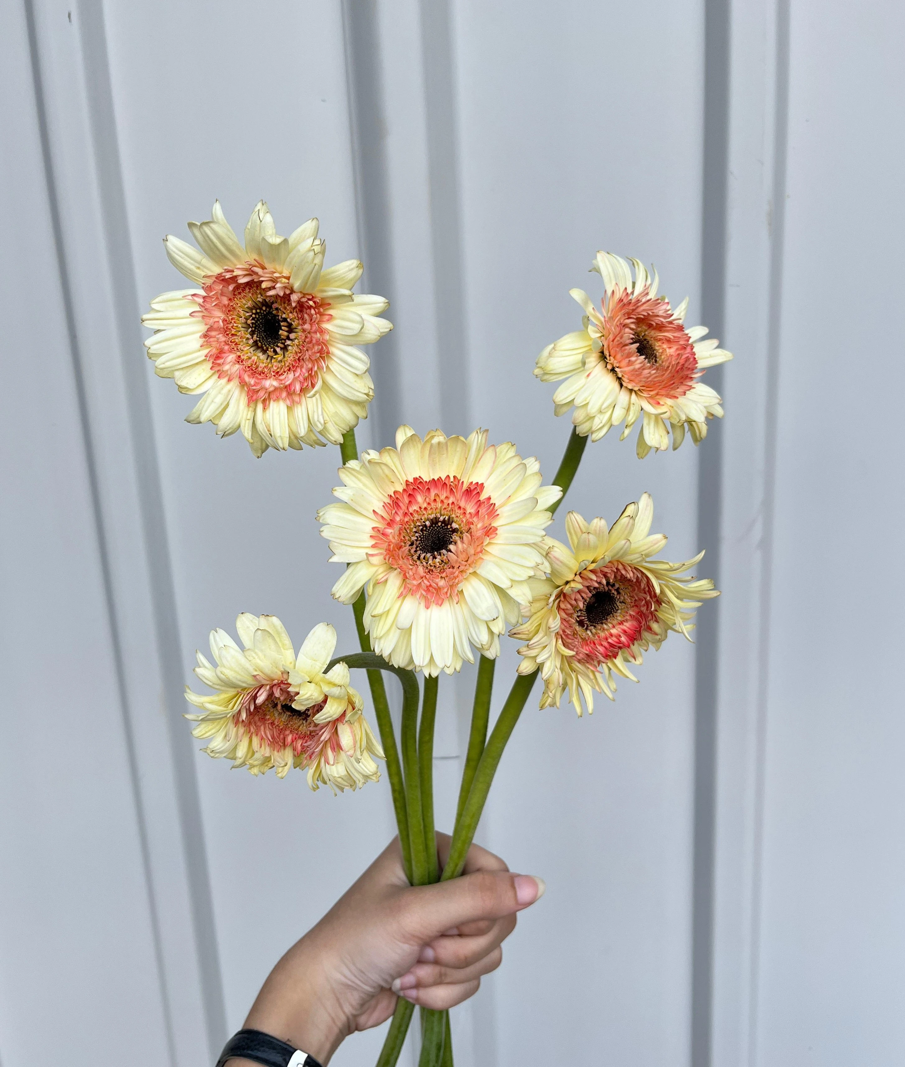 Gerbera Putih Pink ( Double ) petani