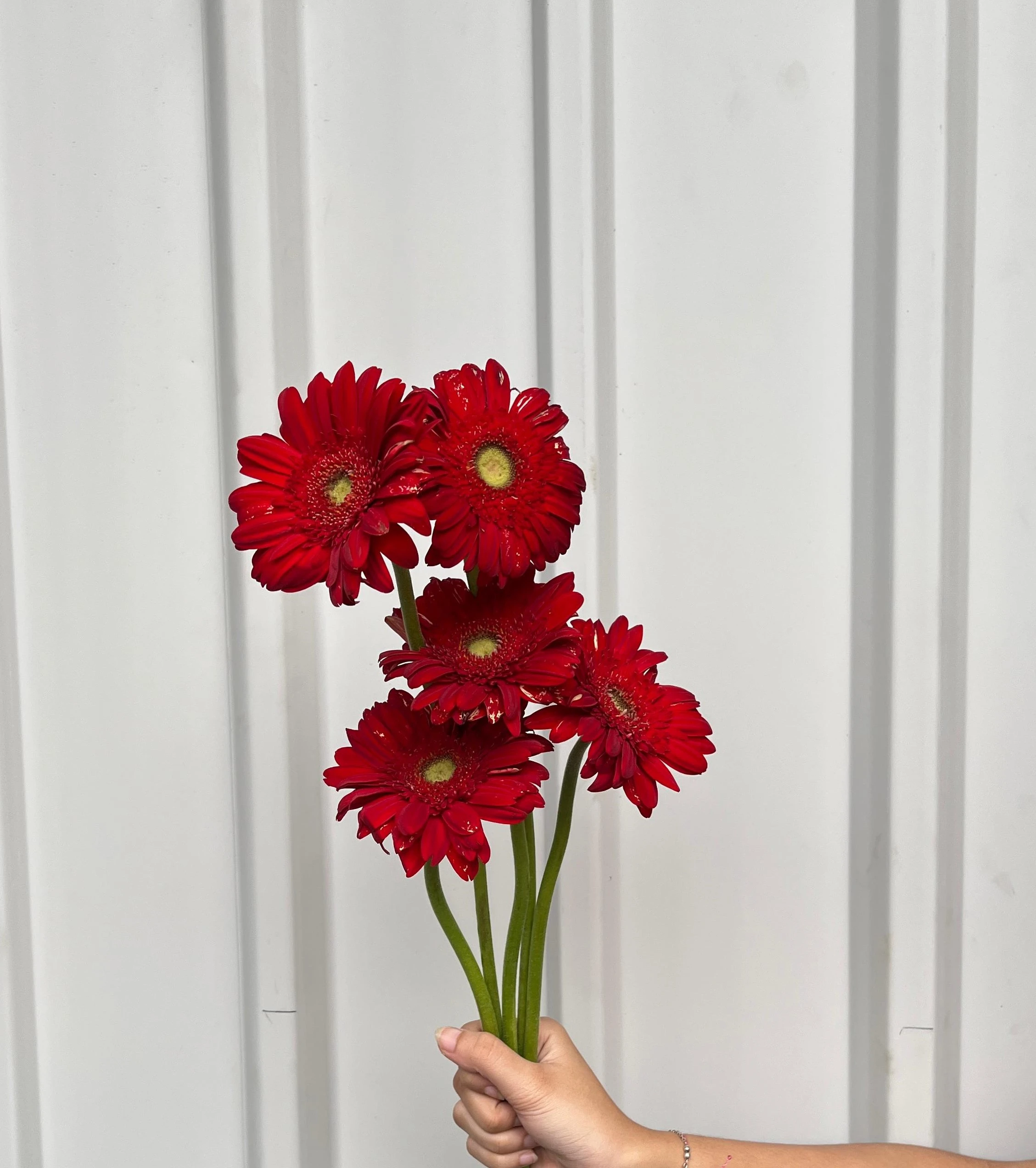 Gerbera Merah petani