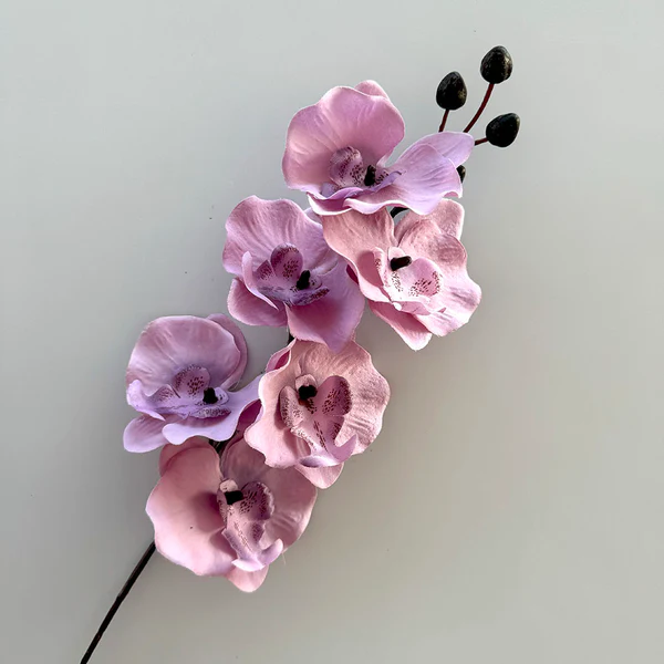 Dancing orchid ungu