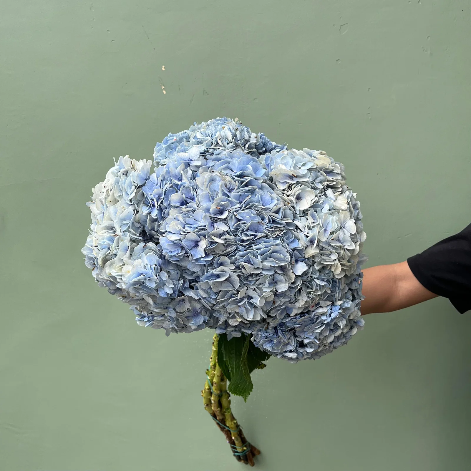 Hortensia biru