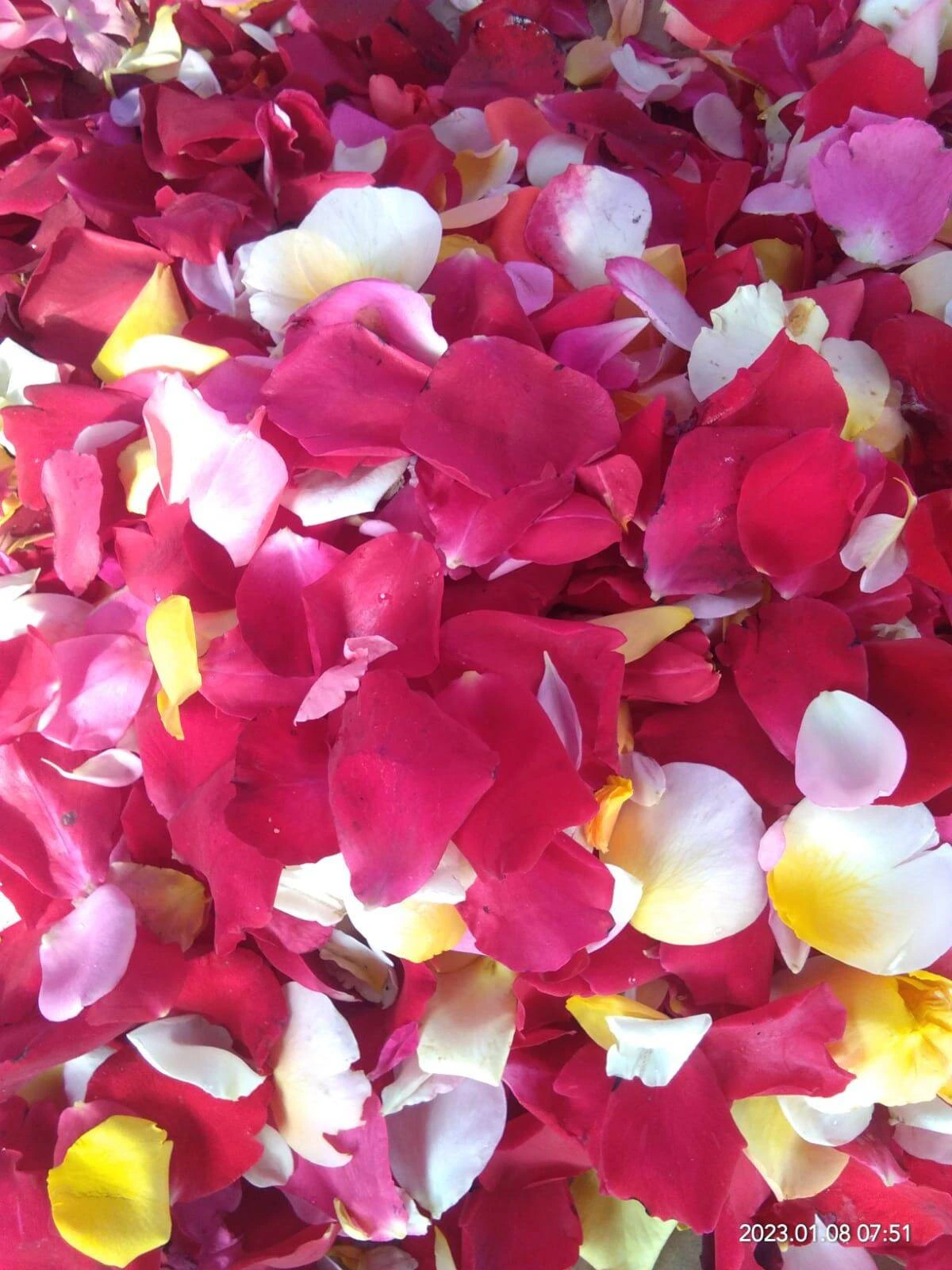 Mawar Tabur (Mix Warna)