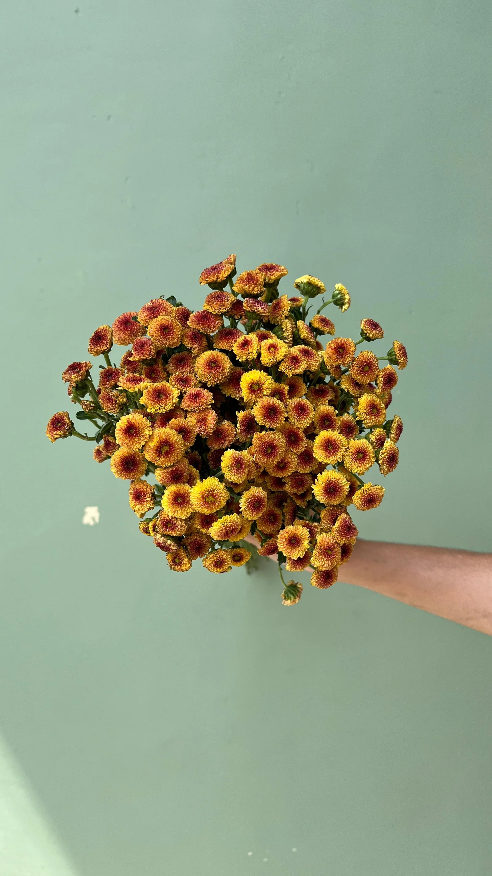 Calimero Orange petani