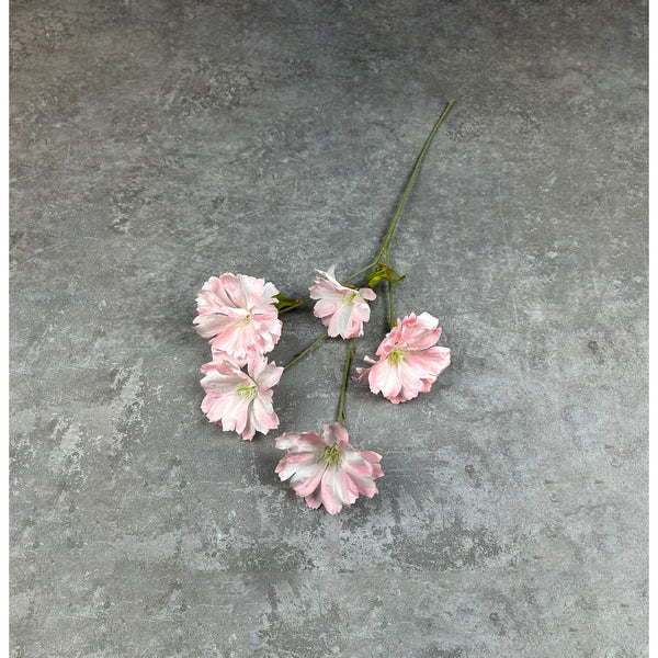C88 Ranunculus butterfly pink