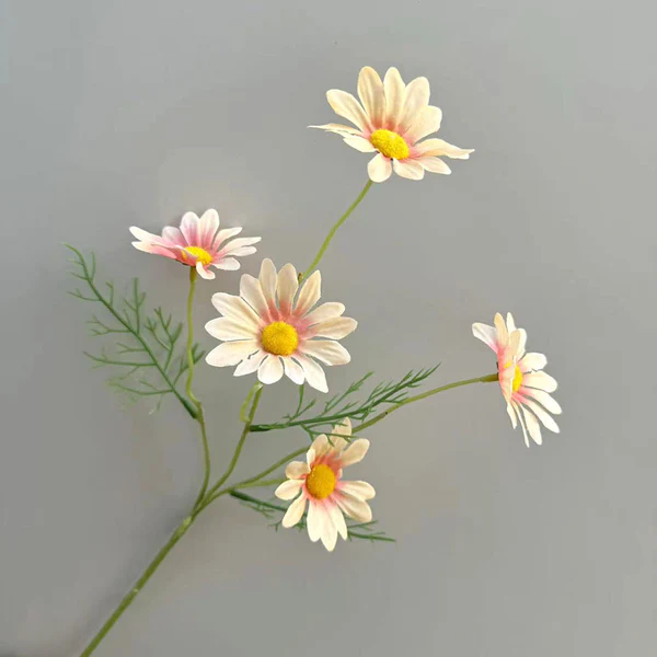 C12 Aster cream